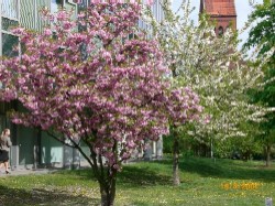 auf der linken Seite ein Bürogebäude hinter den im Frühlng blühenden Bäumen